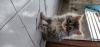 Persian Male kitten